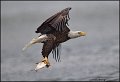 _1SB0858 bald eagle